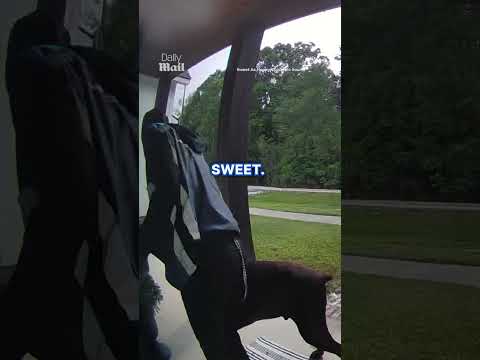 Doberman makes friends with nervous Amazon driver