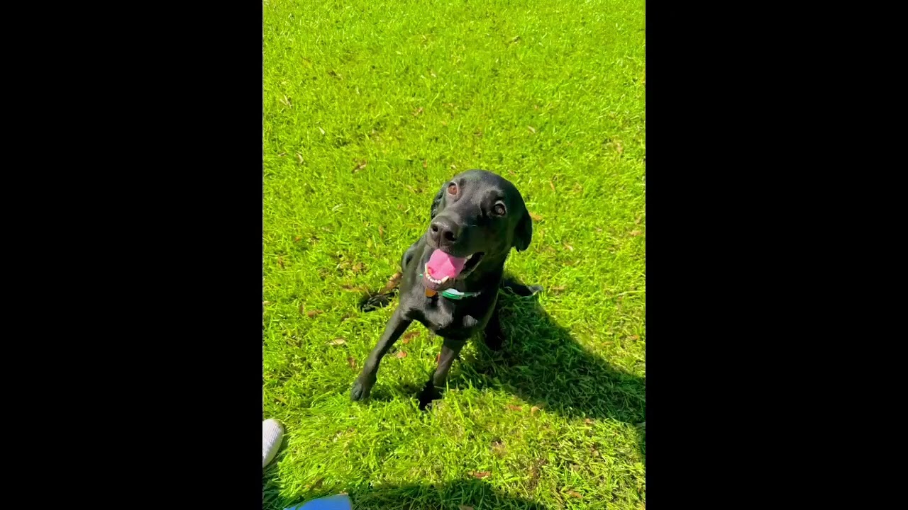 Enlarge Neptune 2, a Adopted Black Labrador Retriever in Killingworth, CT video 5/6