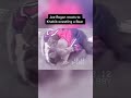 KHABIB WRESLING A BEAR Shorts