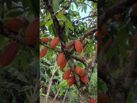 Você Precisa Ver Este Cacaueiro em Ubaíra – Produz Muito! 🌰🔥