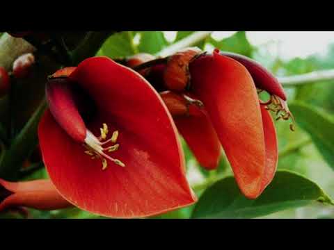 Anahí - Los cantores de Quilla Huasi
