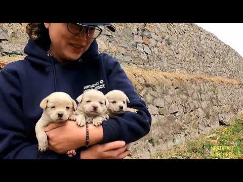 Three puppies rescued from abandoned factory without mom