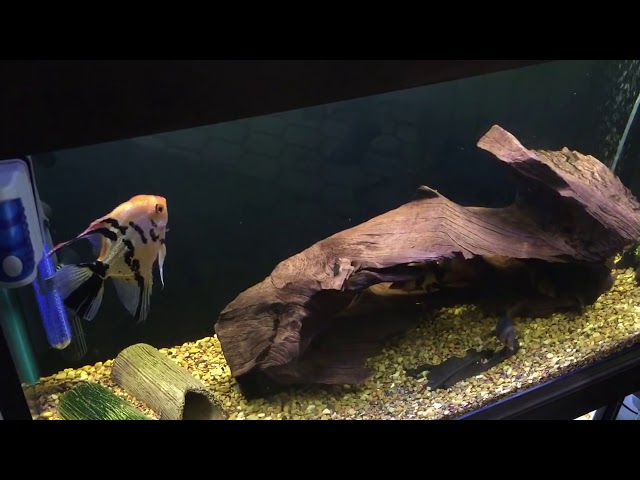 Tropical fish tank with massive Ram