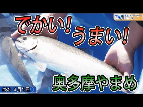 奥多摩やまめ（令和4年4月2日 東京ウィークリーニュース No.32）