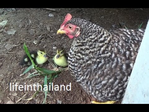 Momma chicken and her newly hatched baby ducks.