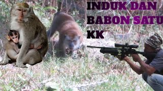 Download lagu TERPANTOU RIBUAN MONYET EKOR PANJANG MASUK PERKEBUN SAWIT PETANI  mp3