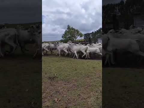 100 Novilhas Vazias na balança a 19,50 reais em Araçagi/ Paraíba. Whatsapp 84 99810 2784* #gado