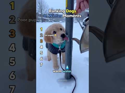 Ranking Dogs In Winter Moments