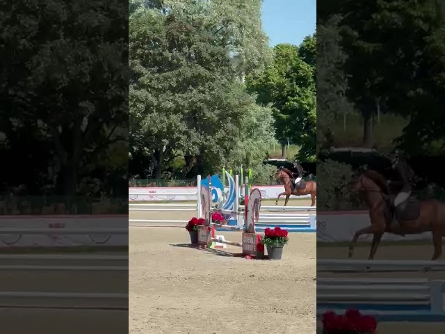 Hickstead d'Eskame, hongre, 9 ans, 147 cm &agrave; la toise