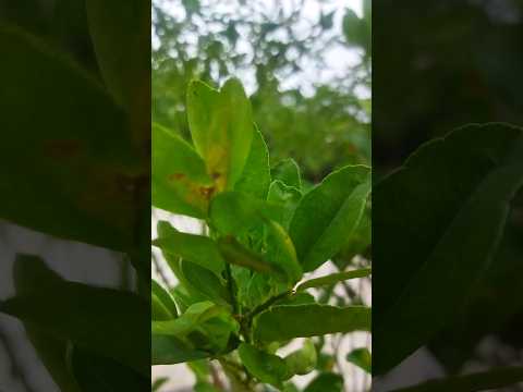 lemon plant@naturewithnasrin #nature #youtubeshorts #shorts #reels