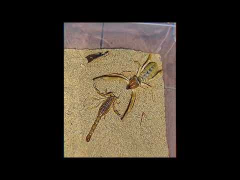 Insects at War: Clash of the Titans in the Tiny World