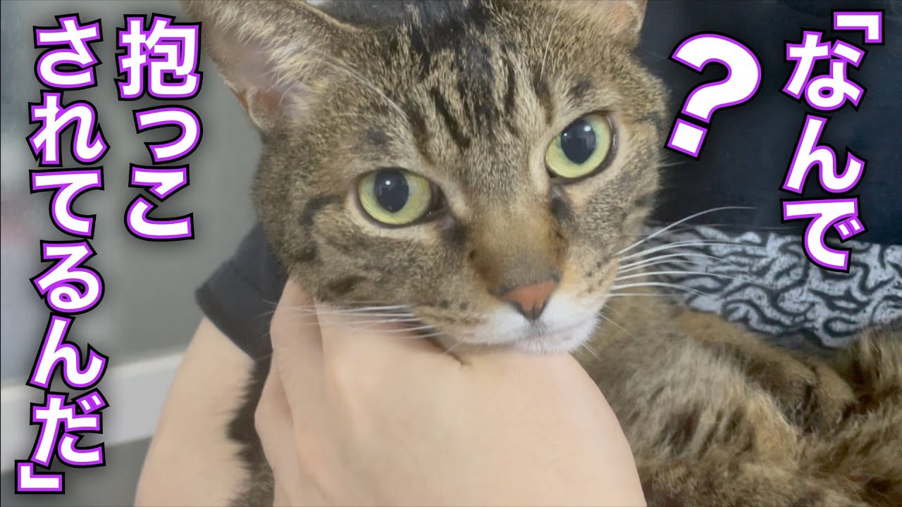 なぜパパに抱っこされているのか忘れてしまったてんちゃんが可愛すぎる・・・