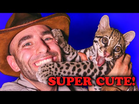 Cutest Animal Encounters! - Ocelot, Baby Sloth, Stinky Wombat & MORE!