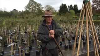 preview picture of video 'Sweet Peas....Tying onto canes'