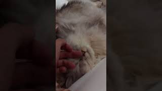 ペルシャ猫のペル君 #21