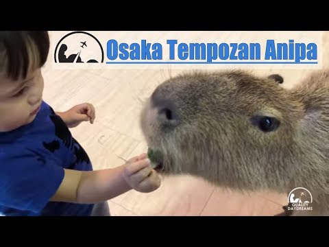 Osaka Tempozan Marketplace & Anipa Petting Zoo | 2018 Best of Osaka for Kids [4K]