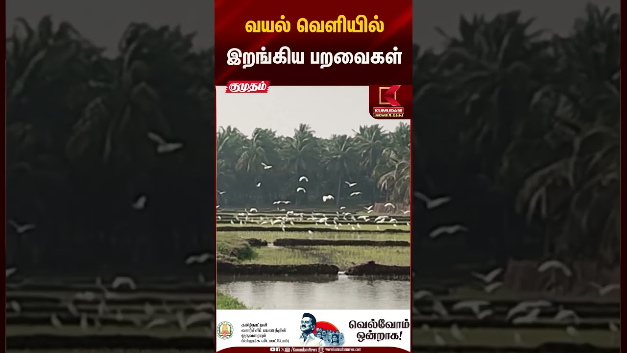 விளைநிலங்களில் இறங்கி இரை தேடிய பறவைகள்| Kumudam News