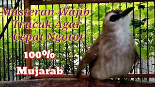 Download lagu Masteran Wajib Trucuk Macet Dan Trucuk Stres Agar Cepat Bunyi,Pancingan Dan Masteran Jitu Trucuk mp3