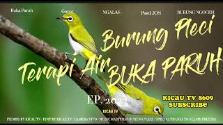 Download lagu Terapi Air Burung Pleci Dakun Auriventer PASTI NGOTOT NGALAS BUKA PARUH - Zosterops Water Therapy 3 mp3 Download lagu Terapi Air Burung Pleci Dakun Auriventer PASTI NGOTOT NGALAS BUKA PARUH - Zosterops Water Therapy 3 mp3
