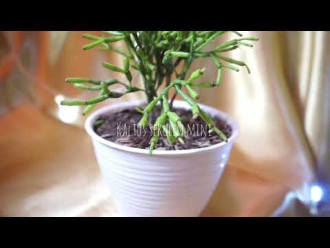 KAKTUS MINI BISA UNTUK KADO !!!!!