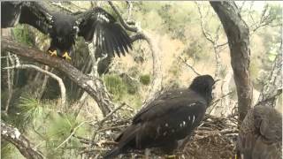 2014 03 04 AEF Eagles - It is not easy to come back from the branch