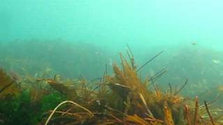 scuba diving (western isles of scotland)