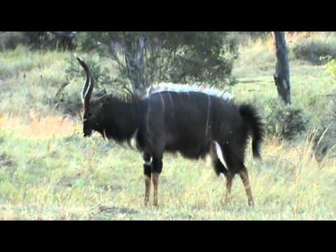 ARATHUSA One Nyala bull showing off to another.mpg