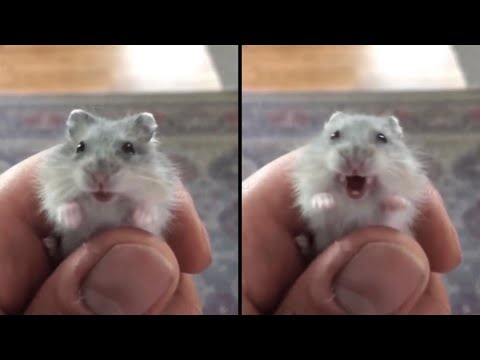 Ini Adalah Bunyi Hamster Menjerit