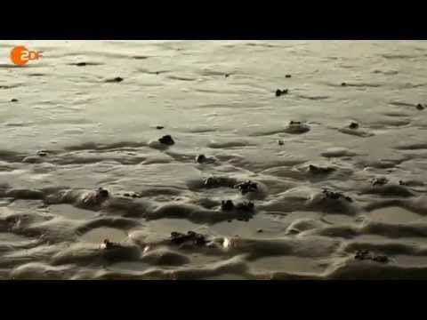 Böse Überraschung beim Hausbau: Nervige Biber, Gefährlicher Treibsand