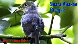 Download lagu Suara Anakan Prenjak Lapar || Bisa untuk pikat dan Masteran mp3 Download lagu Suara Anakan Prenjak Lapar || Bisa untuk pikat dan Masteran mp3
