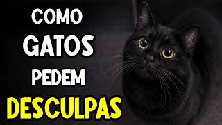 Seu gato está pedindo desculpas! (só você não percebeu!) 🐈🚩