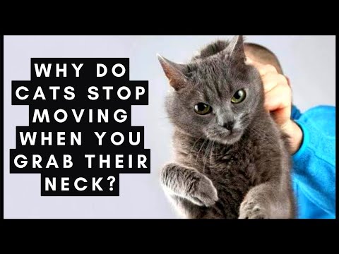 Why Do Cats Stop Moving When You Grab Their Neck?