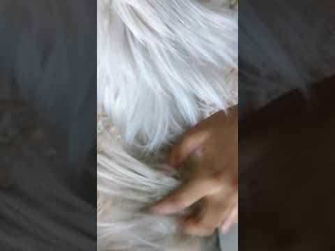 Fungal treatment for cats