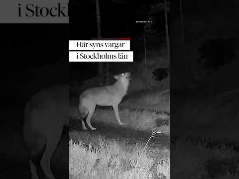 Här syns vargar i Stockholms län