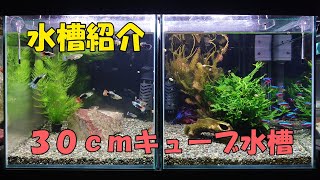 水槽紹介-30cmキューブ水槽【アクアリウム】