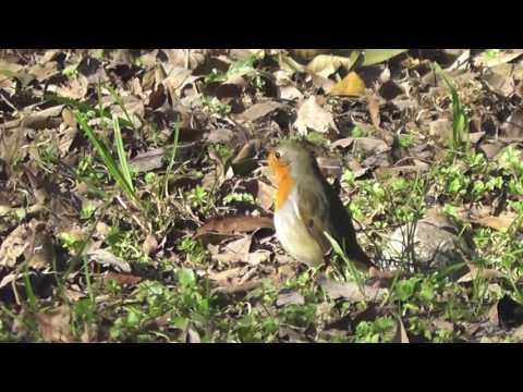 Gruppo trekking Tripetetolo: Scandicci-Firenze, 29 gennaio 2017.