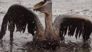 Animal Rights-You Say the Battle Is Over