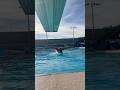 I love my sport #explore #explorepage #viral #artisticswimming #athlete #swimmer