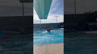 I love my sport #explore #explorepage #viral #artisticswimming #athlete #swimmer