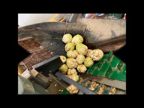 Mycie selera w gospodarstwie państwa Kwiatków