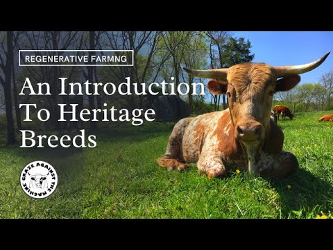 , title : 'An Introduction to Heritage Breed Farm Animals'