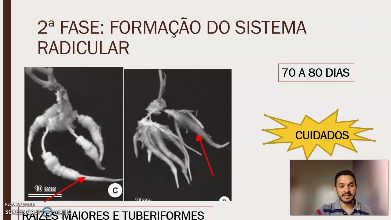 FENOLOGIA DA MANDIOCA