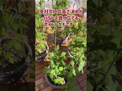 ラズベリーの茂みをトレリスする方法は？ベリーの成長にはサポートが不可欠ですか?ビデオ  庭園