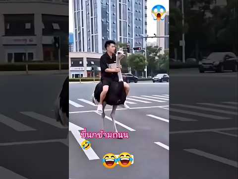 ขีนกข้ามถนน #คลิปตลกขำๆ #funny #colonelkkjϟ #hahaha #ทัศนีย์พาเพลิน