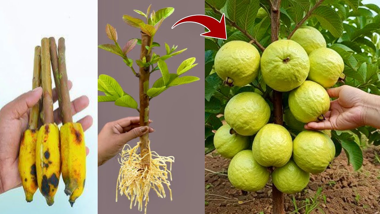 The Simplest Way To Propagating Guava Tree in Ripe Bananas Fruit | Grafting Guava Tree
