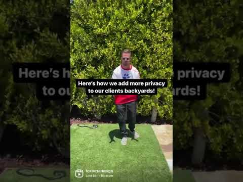 プライベートな裏庭を作る最も簡単な方法!🌱 #landscapedesign #shorts #ficus #privacy #hedges