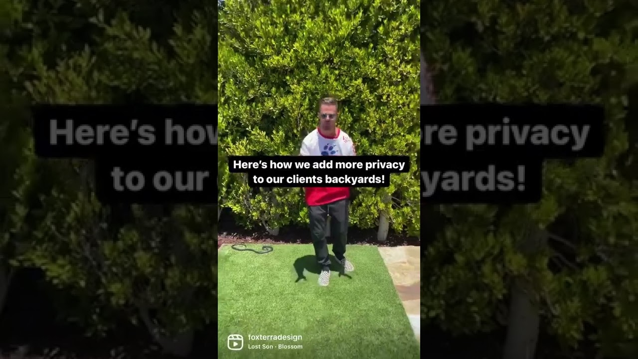 The easiest way to create a private backyard!🌱 #landscapedesign #shorts #ficus #privacy #hedges