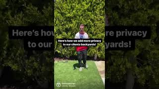 The easiest way to create a private backyard!🌱 #landscapedesign #shorts #ficus #privacy #hedges