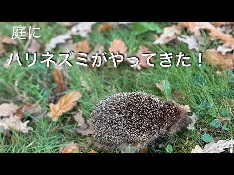 秋にハリネズミを引き付け、庭にいるときにハリネズミを保護するにはどうすればよいですか？  庭園