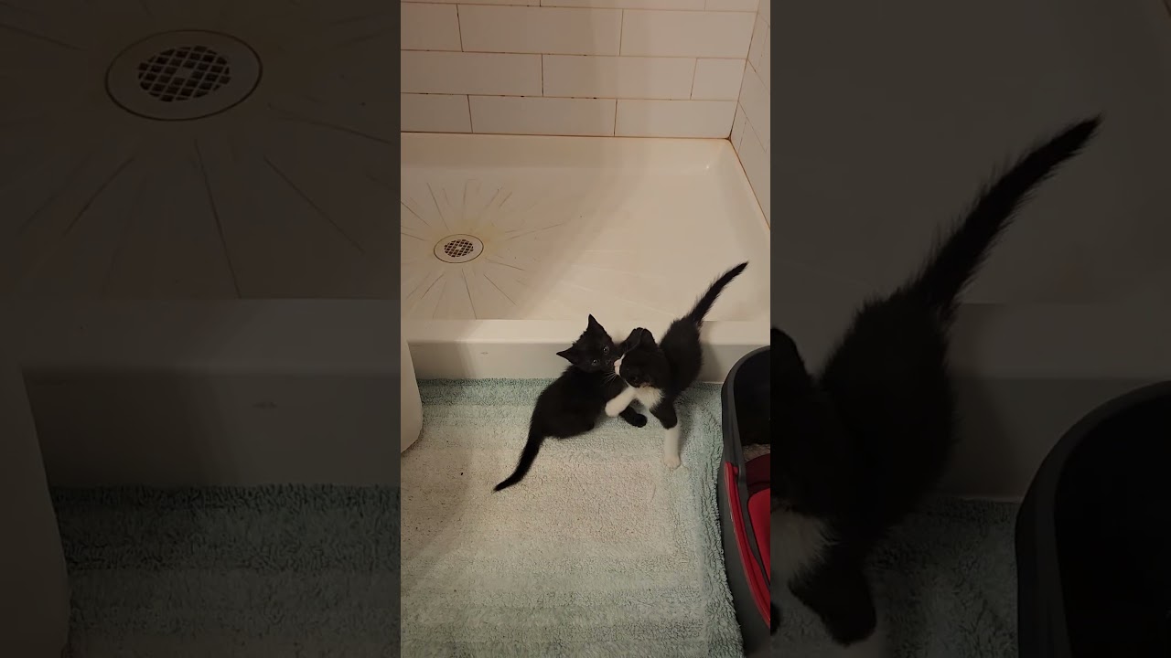 Enlarge Flower, a Adoptable Domestic Short Hair in Oak Grove, MN video 6/6